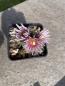 Preview: Turbinicarpus valdezianus